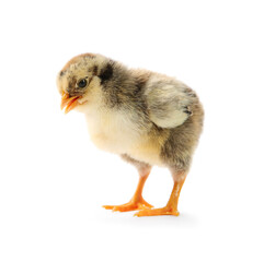 One cute chick isolated on white. Baby animal