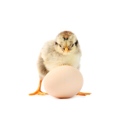 Obraz premium Cute chick and egg isolated on white. Baby animal
