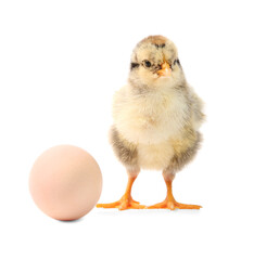 Fototapeta premium Cute chick and egg isolated on white. Baby animal