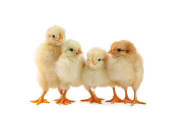 Fototapeta premium Many cute chicks isolated on white. Baby animals