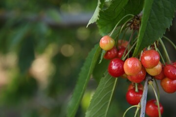 Cherry tree with green leaves and unripe berries growing outdoors, closeup. Space for text