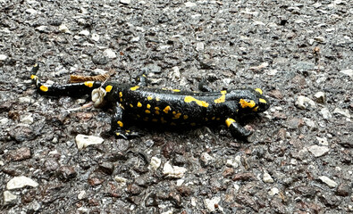 Fire salamander in the mountains in South Tyrol