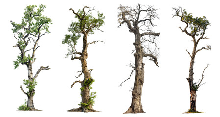tall oak trees with broken trunk isolated on transparent or white background