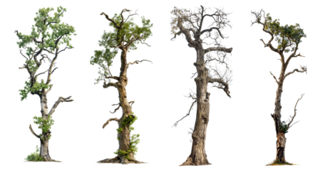tall oak trees with broken trunk isolated on transparent or white background