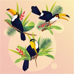 Set of Tropical bird toucan cartoon animal design. © immi Creatives