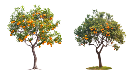 two orange tree with branches, oranges and leaves isolated on transparent or white background. 3d rendering