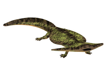 Diplocaulus Reptile - Diplocaulus was an amphibian tetrapod that lived in the Permian and Carboniferous Periods of North America and Africa.