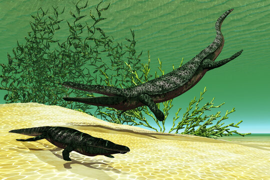 Archegosaurus Amphibian Underwater - Archegosaurus was a carnivorous freshwater amphibian that lived in Europe during the Permian Age.