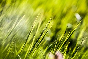 In the meadow lit by the sun's rays, the shine of the grass.