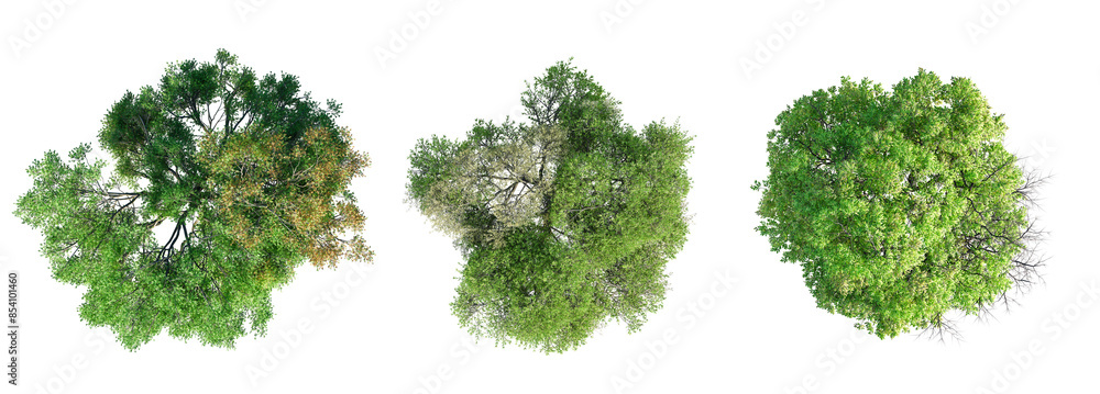 Poster deciduous trees top view collection isolated on transparent background. 3d render.
