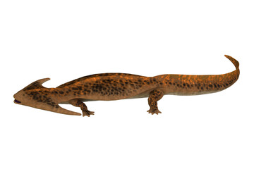Permian Diplocaulus Reptile - Diplocaulus was an amphibian tetrapod that lived in the Permian and Carboniferous Periods of North America and Africa.