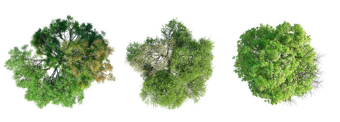 Deciduous trees top view collection isolated on transparent background. 3D render.
