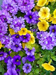 flowers in the garden