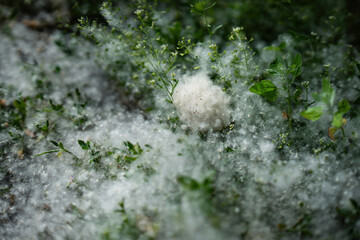 Poplar fluff gathered on grass, some compressed into a soft ball, heralding the summer season