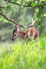 Red deer fawn (Cervus elaphus) with spotted fur standing in a green alpine grassland, Alps, Italy.