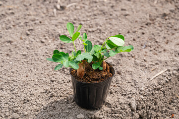 ポット苗　落花生