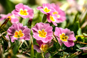 Obraz premium Colorful flowers in garden. HDR Image (High Dynamic Range).