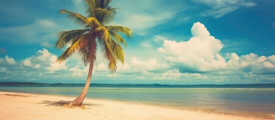 Fototapeta premium Lone Palm Tree on a Tropical Beach