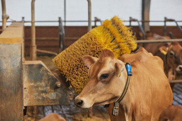 A funny Jersey cow scratches against a brush on a farm in Denmark