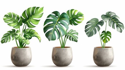 Fototapeta premium Three potted plants with green leaves sit in a row