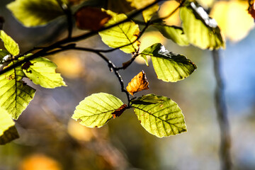 Autumn Leaves. Colors of Autumn. Autumn in forest, leaves.
