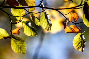 Autumn Leaves. Colors of Autumn. Autumn in forest, leaves.