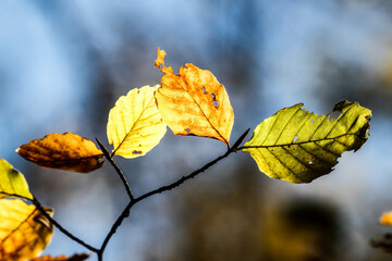 Autumn Leaves. Colors of Autumn. Autumn in forest, leaves.