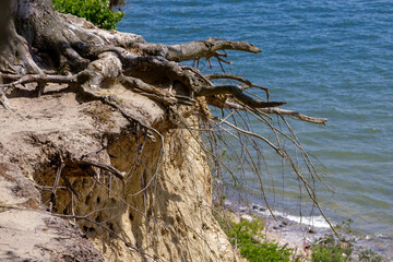 View from the cliff of tree roots with the sea in the background.