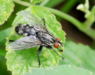 Fly