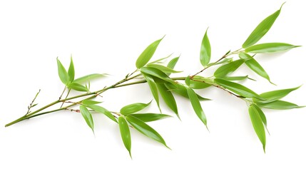 Fototapeta premium Thick-stemmed bamboo branch with leaves on white background