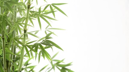 Fototapeta premium Thick-stemmed bamboo branch with leaves on white background