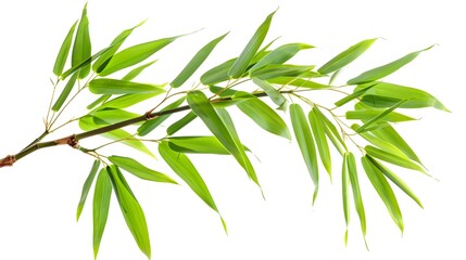 Fototapeta premium Thick-stemmed bamboo branch with leaves on white background