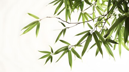 Naklejka premium Thick-stemmed bamboo branch with leaves on white background