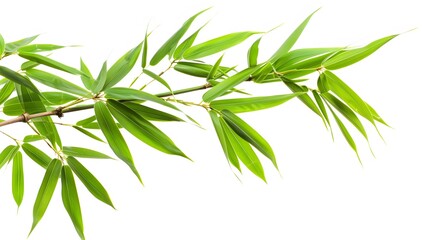 Obraz premium Thick-stemmed bamboo branch with leaves on white background