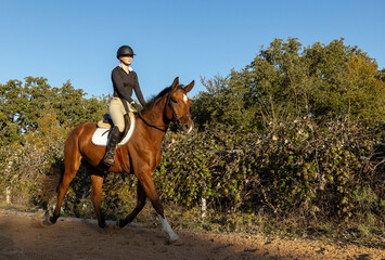 Horse Hunter Jumper equestrian rider riding flat trot hack 