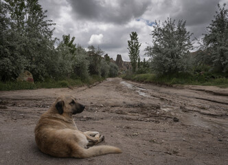 lonely street dog in cappadocia