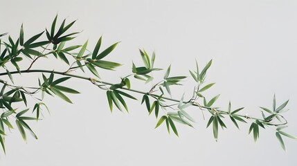 Fototapeta premium Thick-stemmed bamboo branch with leaves on white background