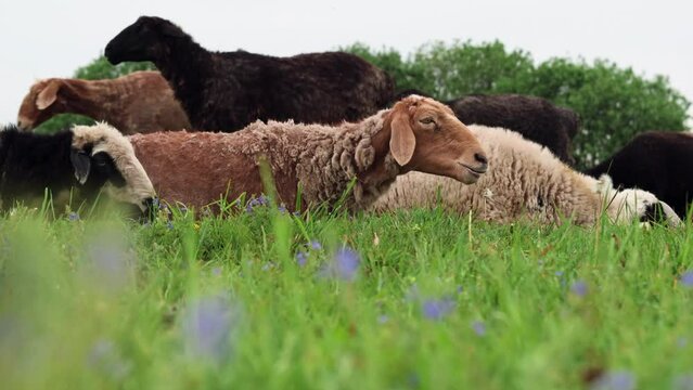 Watch sheep grazing peacefully in a lush green field a beautiful nature scene in video footage