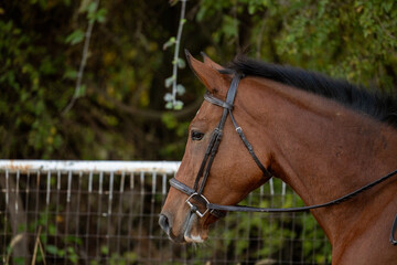 Bay horse head with leather english bridle
