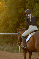 Horse Hunter Jumper equestrian rider riding flat trot hack 