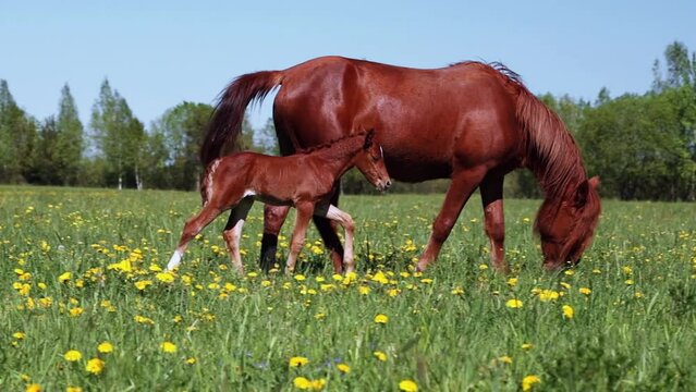 In a spring meadow, a mare and foal show a strong bond, highlighting their companionships beauty
