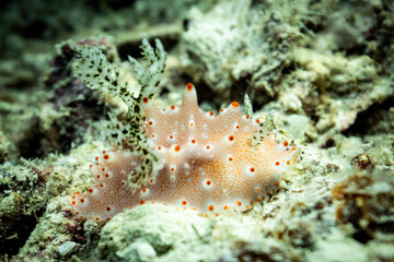 Macro view of colorful nudibranch, Nudibranchia, sea slug crawling along tropical coral reef