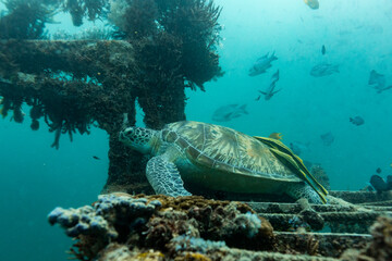 Green Sea Turtles, Chelonia mydas, with 2 remora, Remora remora, on shell rests on the top of a shipwreck artificial reef