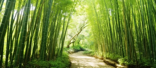 Pathway Through a Lush Bamboo Forest