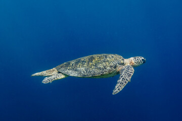 Green Sea Turtle, Chelonia mydas, swimming in blue tropical waters