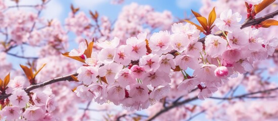 Obraz premium Delicate Pink Blossoms on a Branch