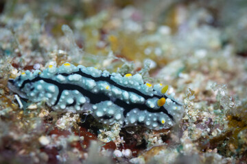Macro view of colorful nudibranch, Nudibranchia, sea slug crawling along tropical coral reef