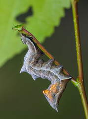 The pebble prominent caterpillar posing