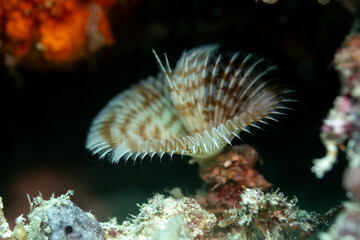Fan Tube Worm, displaying feathery tentacles and feeding