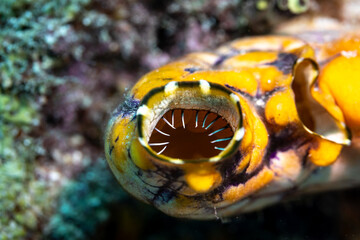 Close-up view of filter teeth of Gold Mouthed Sea Squirt, Polycarpa aurata, on tropical coral reef